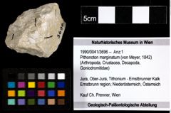 Foto (Objekt + Etiketten) von Pithonoton marginatum (von Meyer, 1842) 
